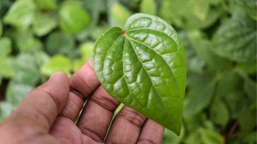 daun sirih