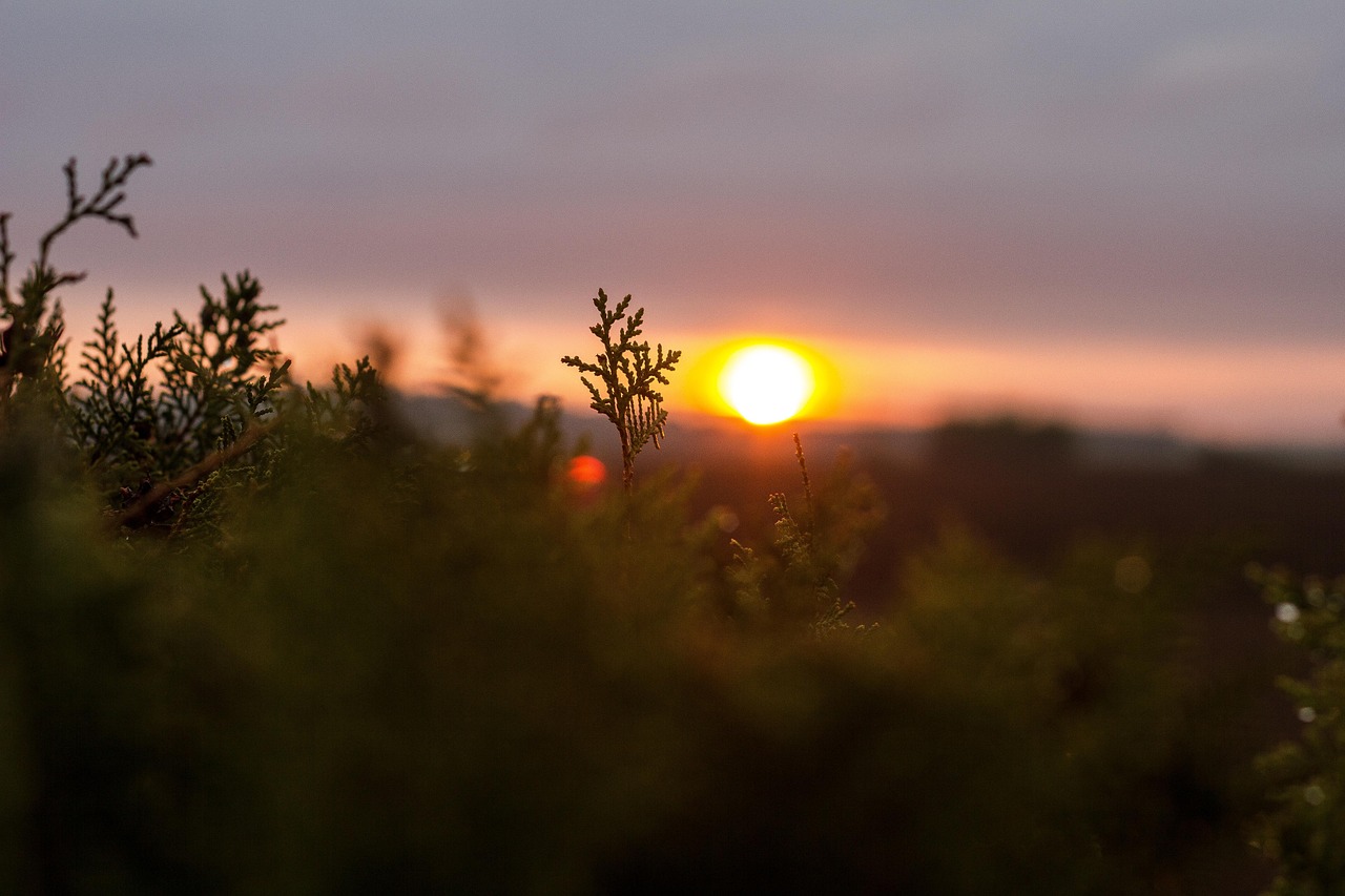 Tema Nature Wallpaper