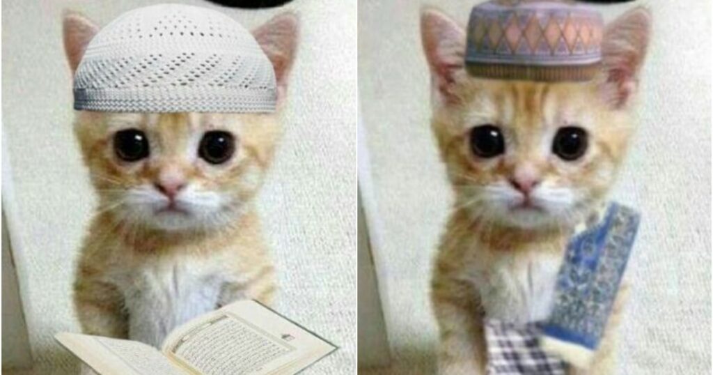 Stiker WA Lucu Harian Kucing Oyen