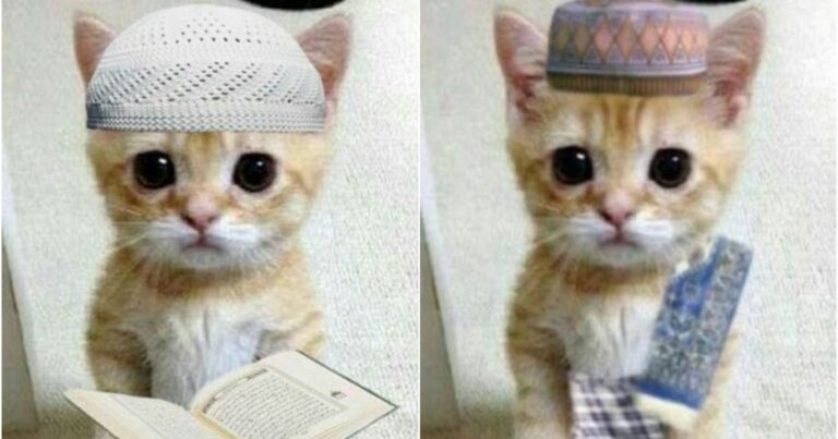 Stiker WA Lucu Harian Kucing Oyen